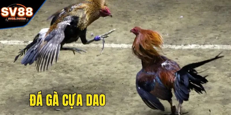 Đá gà cựa dao là gì?