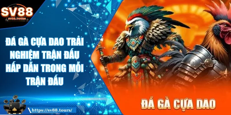 Đá gà cựa dao