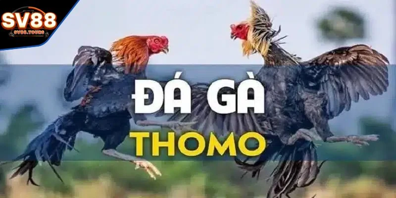 Điều thú vị về đá gà Thomo