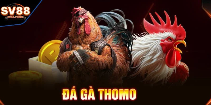 Giới thiệu đá gà Thomo